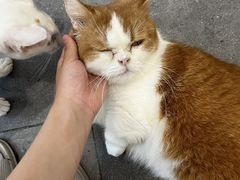 -飞行喵MR PILOT|猫舍·猫咖(静安大融城店)