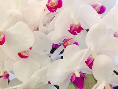 iphone_upload_pic-上海波特曼丽思卡尔顿酒店