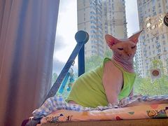 -宠物梦想家(日月豪庭店)