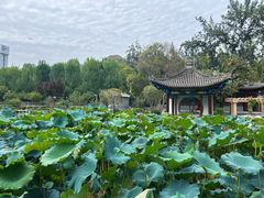 -莲湖公园