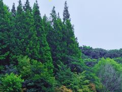 -东平国家森林公园