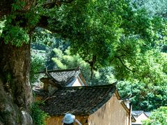 -杨家堂村