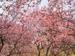 -白塘生态植物园