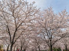 -上海辰山植物园