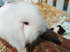 -龟与熊猫宠物公园(南坪店)