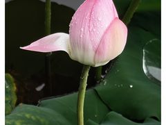 -荔湾湖公园