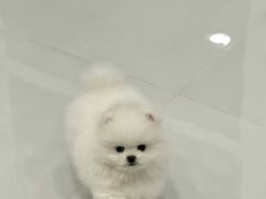 -联合动物医院(光谷诊疗中心)
