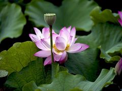 -四川大学(华西校区)