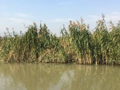 -长兴太湖图影湿地文化园