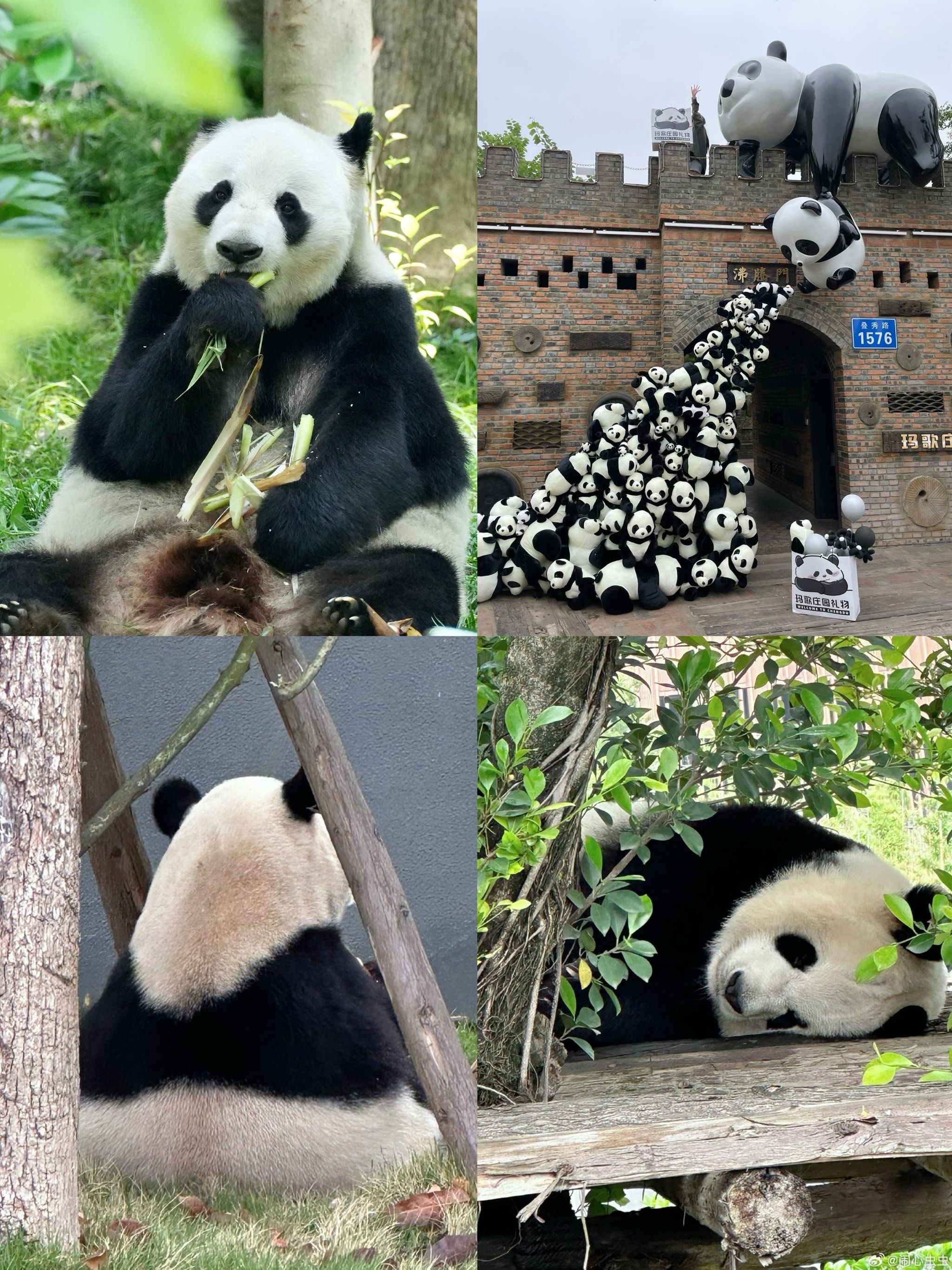 睡到自然醒再逛熊猫基地真的很爽🤫