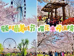 -顾村公园