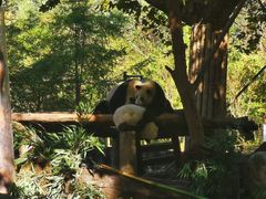 -都江堰中华大熊猫苑
