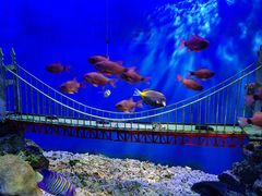 -太平洋海底世界