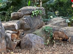 -海南热带野生动植物园
