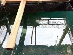 -蓝湾碧波·老字号·疍家非遗海上餐厅