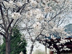 -石家庄市植物园