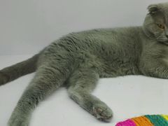 -喵的天空名猫咖啡馆·撸猫·猫舍·用品