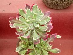 -龙大花卉苗木市场