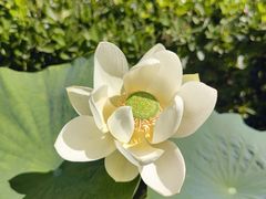 -莲花池公园