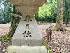 -奈良公园