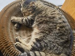 -伟伟宠物医院·瑞派猫友好医院·猫科(光谷店)