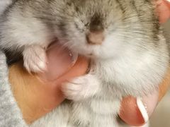 -爱侣宠医·鹦鹉专科·小型哺乳类·异宠专科(灵石路店)