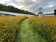 -野狸岛