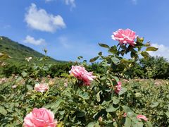 -亚龙湾国际玫瑰谷