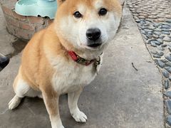 -柴犬高等学院·狗咖·柴犬售卖·宠物训练