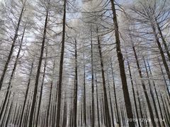 -塞罕坝国家级自然保护区