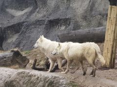 -杭州野生动物世界