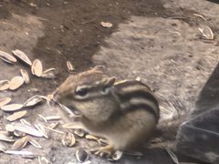 -五营红松林海景区