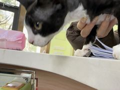 -瑞鹏宠物医院·宠保定点·心脏科·内科(御桥分院)