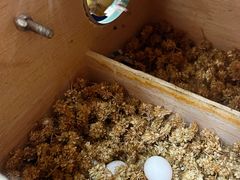 -清平路水族市场