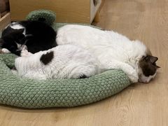 -有喵·猫咖·狗咖·30几只猫10只小狗(岗厦店)