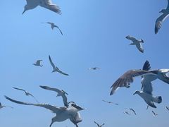 -海驴岛(荣成市)