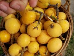 -塘栖枇杷特色园区