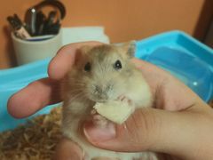 -钓仓鼠(洋桥北里小区店)