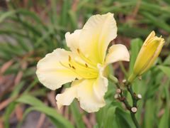 -上海鲜花港