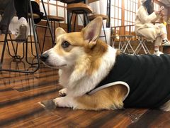 -豆柴町-柴犬主题狗咖(红鼎国际C座店)