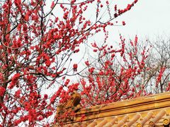 -桃花堤公园