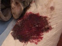-瑞派申生动物医院·24H夜诊·国际动物医疗中心·骨外科(吴中路店)