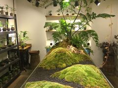 -植觉