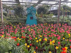 -南宫五洲植物乐园