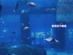 -乐从天佑城海洋馆
