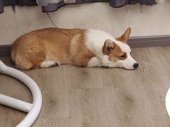 -浣熊柯尔鸭土拨鼠·电玩咖