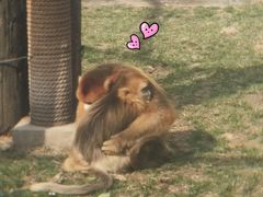 -西安秦岭野生动物园