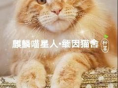 -70cat德文卷毛猫·缅因猫纯种猫舍