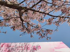 -长田漾湿地公园