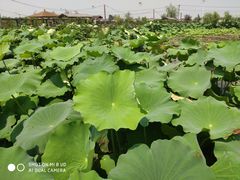 -同銮特种养殖场·龙虾垂钓